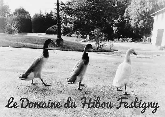 Le Domaine Du Hibou Festigny